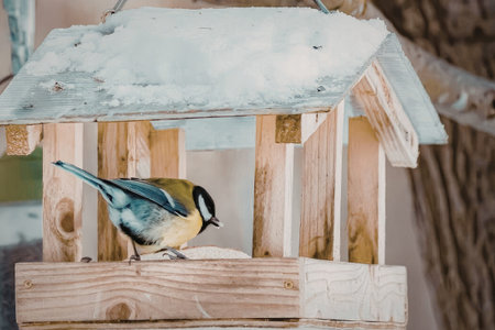 A small bird perched on a wooden birdhouse covered in snow, showcasing its vibrant yellow and blue...