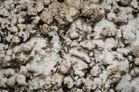 The image shows a close-up view of lichen growing on a rock surface. The lichen appears to be a mix...