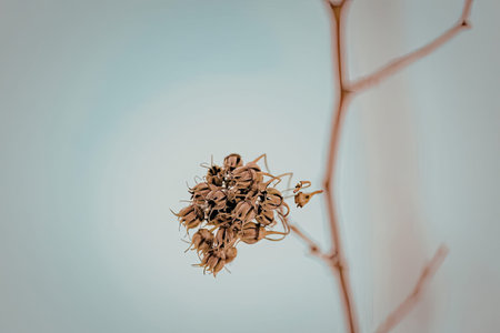A cluster of ants is seen on a bare tree branch set against a soft blue sky, highlighting the...