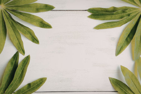 Fresh green leaves on white wooden background