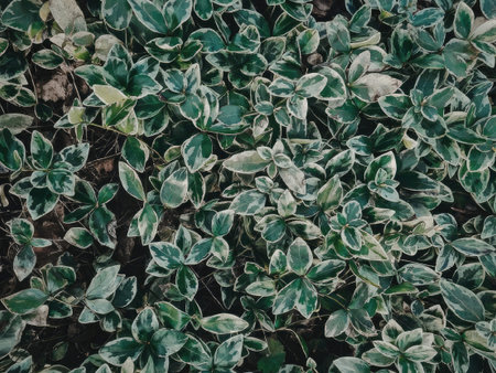 A close-up view of a bush with green leaves
