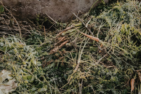 The image depicts a close-up view of grass and twigs scattered on the ground, with a large rock...