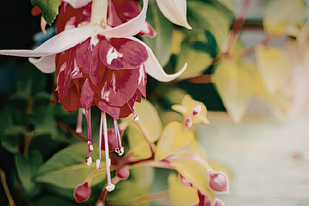 A close-up view of a fuchsia flower with vibrant pink petals and white sepals, surrounded by lush...