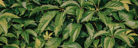 Lush green leaves filling the frame with vibrant foliageの写真素材