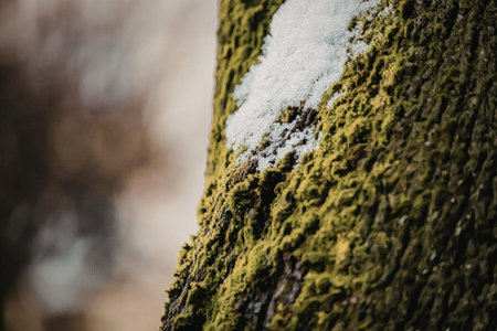 A close-up view of a moss covered tree trunk with a patch of snow on it.
