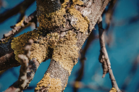 A close-up view of a tree branch covered in vibrant yellow moss, set against a clear blue sky...