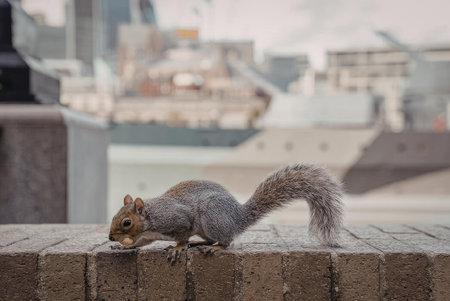 A squirrel is eating on a stone wall with a blurred cityscape and a large ship in the background.の写真素材