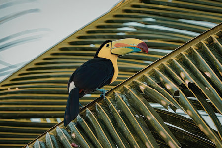 A vibrant toucan with a large, colorful beak perches on a palm leaf, showcasing its bright plumage...