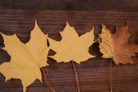 Vibrant autumn leaves on dark wooden background