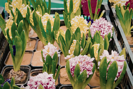 Vibrant hyacinth flowers in pots on display