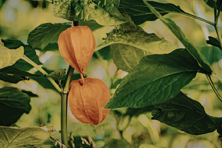 A close-up photograph of two bright orange flowers surrounded by large green leaves, showcasing the beauty of nature.の写真素材