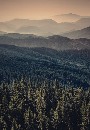 aerial view of a dense forest with a mountain range in the background at sunrise or sunset with the sun casting a warm glow over the scene