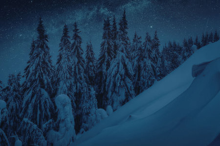 a snowy forest with tall trees covered in snow under a starry night sky with a visible milky way