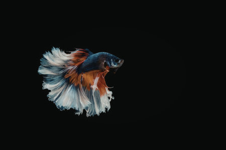 A colorful betta fish with blue, red, and white fins swimming against a black background.
