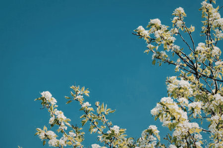 A tree with white flowers and green leaves against a clear blue sky