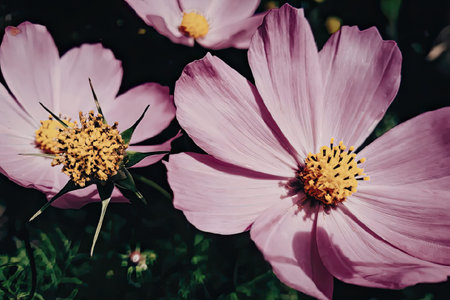 This image features a close-up view of vibrant pink cosmos flowers with bright yellow centers, set against a lush green background.