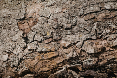 Detailed view of a rocky surface with cracks and fissures