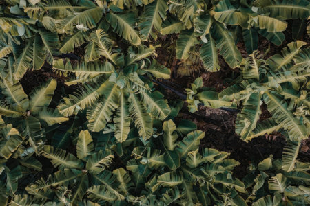 Lush canopy of palm trees in a vibrant green forest