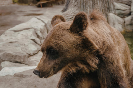 A brown bear is seen in a rocky enclosure, showcasing its distinctive brown fur and alert demeanor.