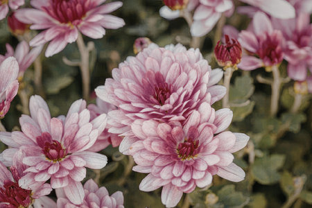 This image features a close-up view of vibrant pink chrysanthemum flowers with lush green leaves in the background.