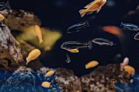 An image of small fish swimming around in aquarium water with rocks and plants