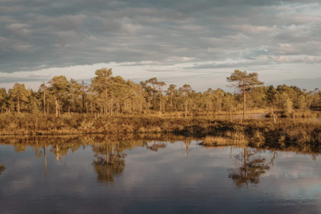 Golden light bathes a tranquil bog landscape featuring still, reflective water, scattered pine trees, and an expansive cloudy sky at sunset, showcasing pristine natural wilderness scenery.