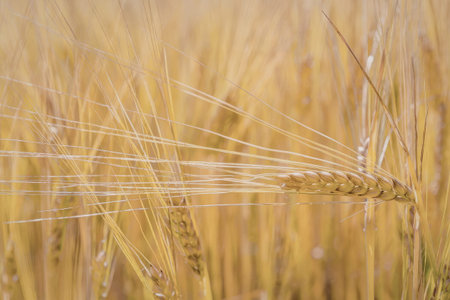 a close-up shot of a wheat field with a single wheat head in sharp focus, surrounded by blurred wheat stalks and green leaves, with the wheat head being brown and yellow in color