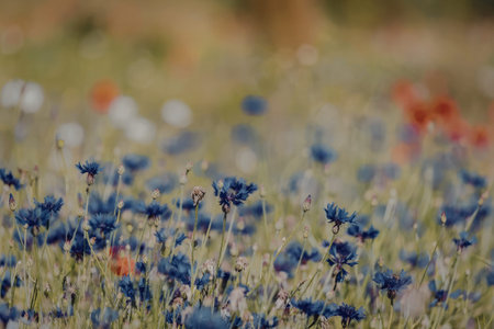 a blurry image of a field with blue flowers in the foreground and red and white flowers in the background. the blue flowers are in sharp focus while the rest of the image is blurry.