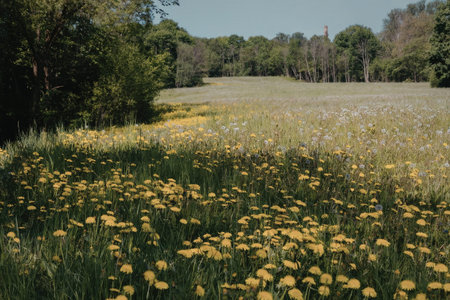 a serene landscape featuring a lush green field dotted with vibrant yellow and white wildflowers, surrounded by a dense line of trees under a clear blue sky