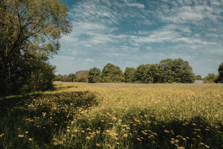 a field of yellow flowers with green trees in the background under a blue sky with white clouds