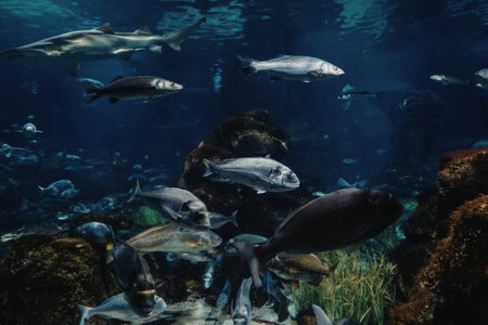 a large group of fish swim near rocks and seaweed underwater in a large aquarium tank with clear blue water