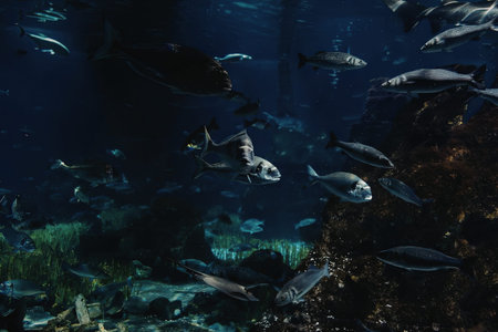 a large school of fish swim in a dark blue aquarium with some coral and seaweed visible in the background