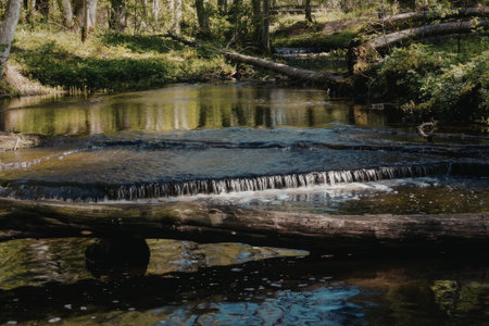 a log is lying across a small stream in a forest. the stream is shallow and calm, with a small waterfall-like section where the log lies. the forest is lush and green, with trees and bushes lining the stream.