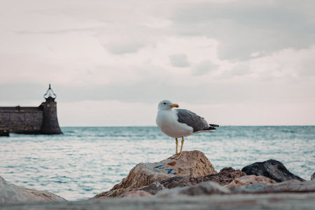 a seagull standing on a rock by the sea with a cloudy sky and a distant structure