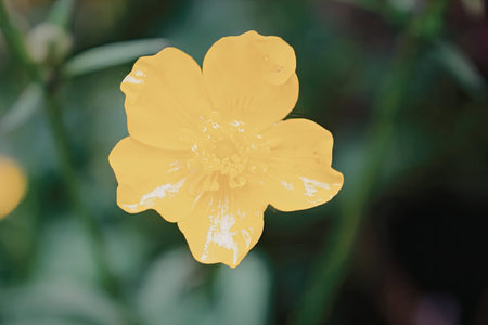 A vibrant yellow flower with five petals and a blurred green background.