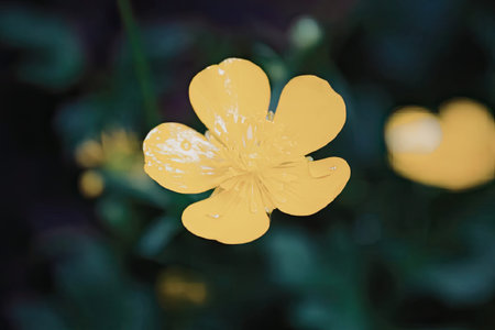 A bright yellow flower with five petals is centered in the image, set against a blurred green background with hints of purple and another yellow flower.