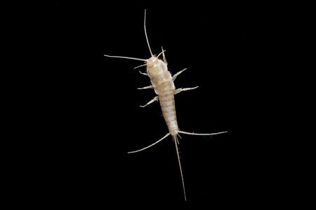 A macro shot of a lepisma on black background people known as silverfishの写真素材