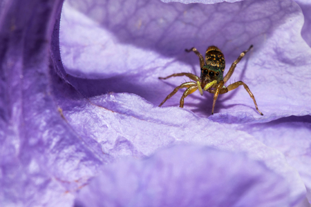 The jumping spider looking for something  on violet flower