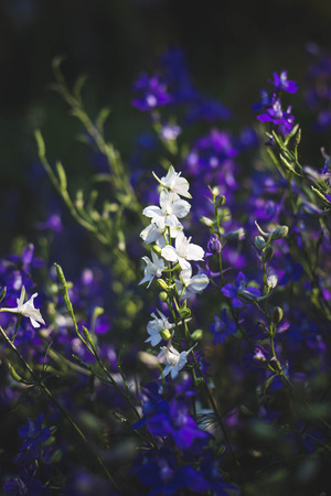 Vintage tone of the white flower among the violet flower.の写真素材