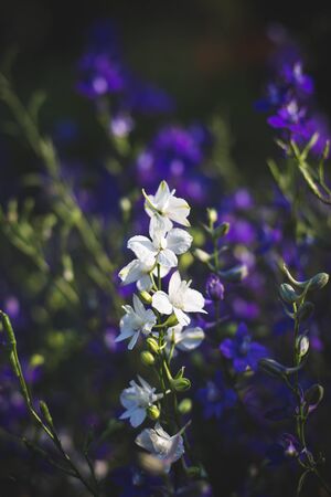 Vintage tone of the white flower among the violet flower.の写真素材