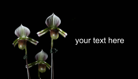 The Paphiopedilum Hennissianum orchid on black background.の写真素材