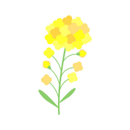 Simple and flat rape blossom illustration materialのイラスト素材