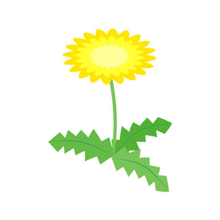 Simple and flat dandelion illustration materialのイラスト素材