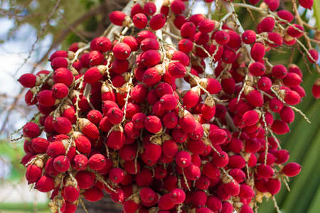 Fruitsの写真素材