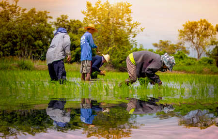 farmers on rice fieldのeditorial素材