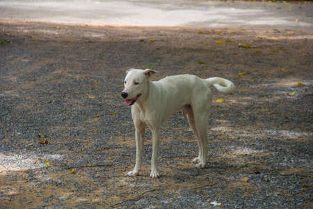 dogs