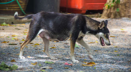 dogsの写真素材
