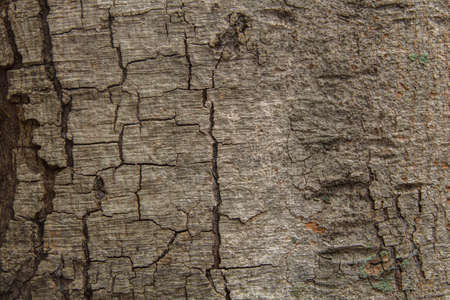 wood backgroundの写真素材