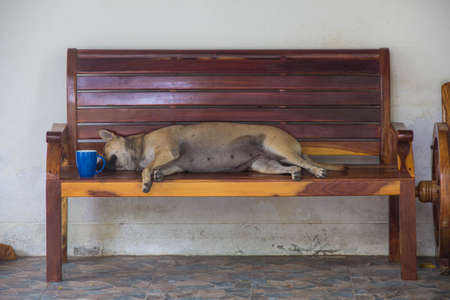 dogs sleepingの写真素材