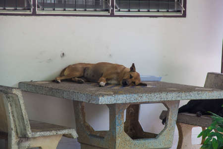 dogs sleepingの写真素材